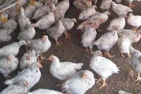 817肉鸡不同日龄重量计算表_养鸡