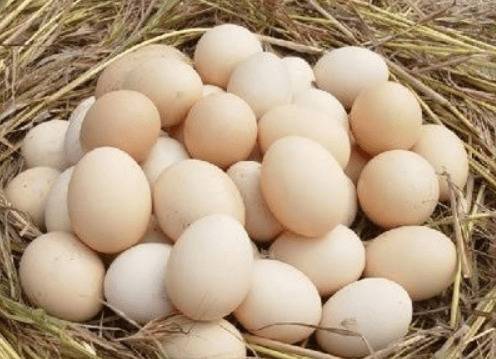 土鸡蛋的营养成分有哪些_养鸡