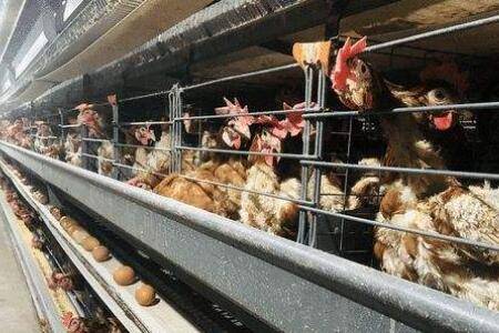养鸡场主要设备清单_养鸡