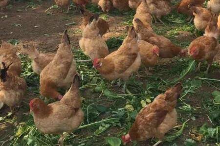 鸡能不能吃白蚁_养鸡