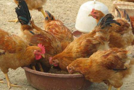 用什么粮食喂鸡长得快_养鸡