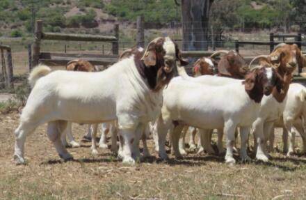 羊不喝水怎么治疗?_养羊