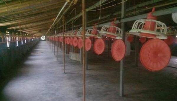 鸡舍熏蒸消毒时的注意事项_养鸡