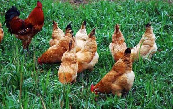 外购鸡苗避免应激的方法_养鸡