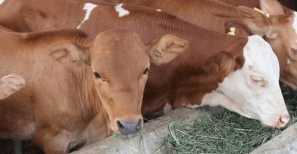 肉牛不吃精料什么原因_养殖问答