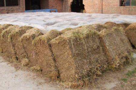 500千克以上肥育肉牛的饲料配方_养牛