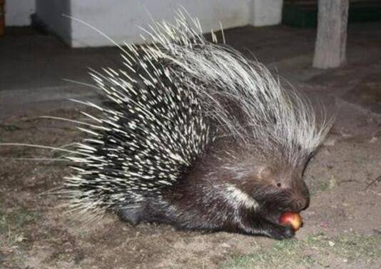 豪猪便秘怎么防治_豪猪养殖