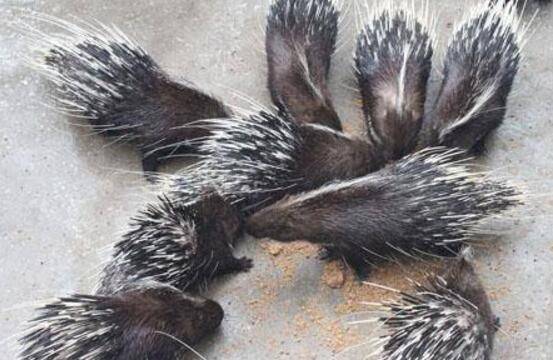 豪猪外伤的防治方法_豪猪养殖