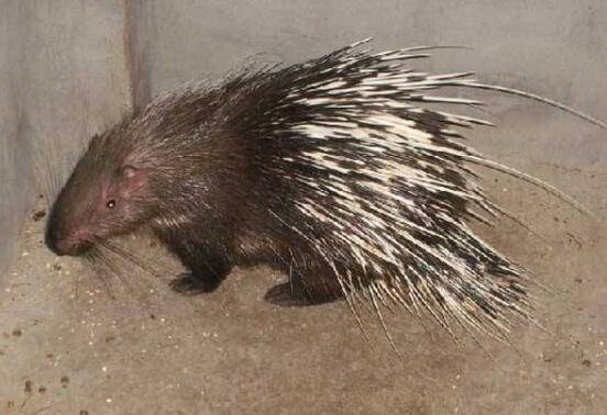 豪猪骨折的防治方法_豪猪养殖