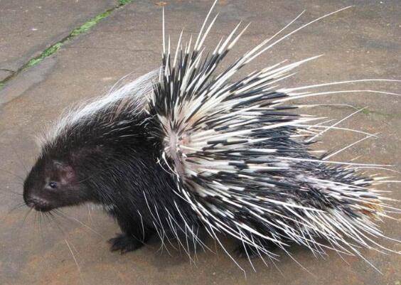 豪猪异食症的防治方法_豪猪养殖