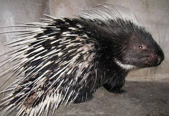 �������Է��׵ķ��ΰ취_������ֳ