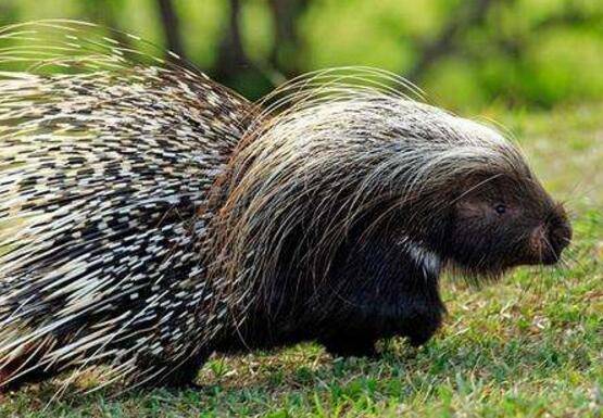 大蒜治豪猪白痢病有没有效果_豪猪养殖