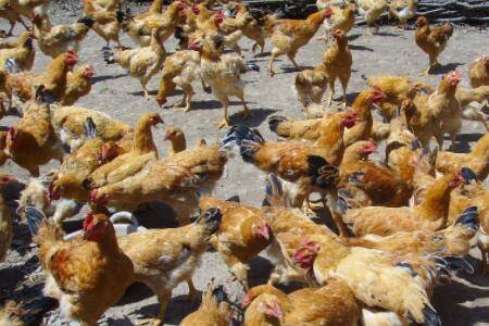 肉鸡全程料肉比为多少?_养鸡