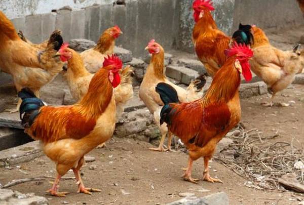 土鸡喂什么长得快,会吃的土鸡蹭蹭长_养鸡