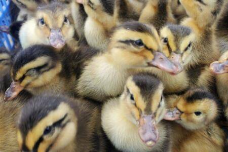 �ճ���Ѽ��ιʲô���ÿ�_��Ѽ