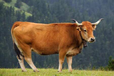 给牛人工授精的注意事项_养牛