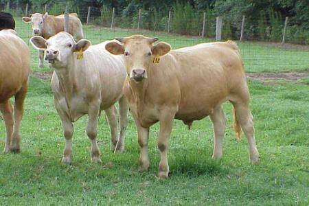 给牛人工授精的注意事项_养牛