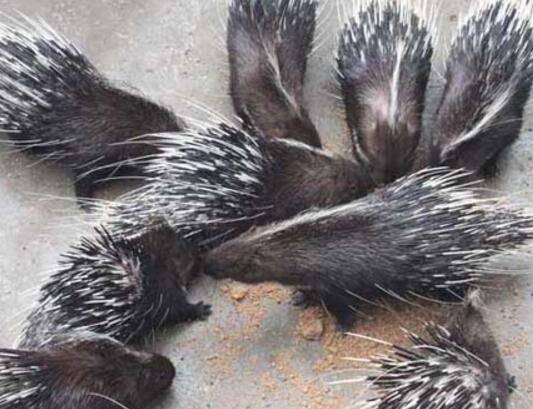 豪猪的人工繁殖技术详解_豪猪养殖