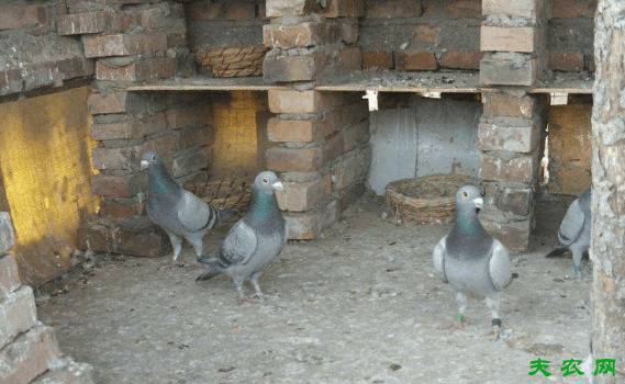 鸽子贝壳粉多长时间喂一次_养鸽