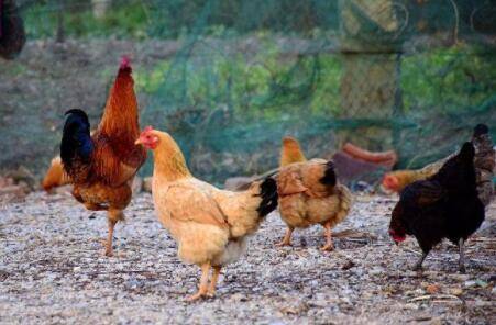 小鸡能喂大蒜水吗?_养鸡