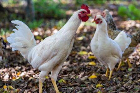 蛋鸡不同日龄的吃料计算公式_养鸡