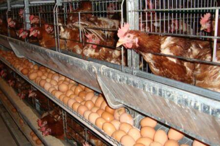 蛋鸡饲料自配料配方大全_养鸡