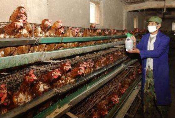 鸡舍带鸡消毒的操作方法,鸡舍带鸡消毒的注意事项_养鸡