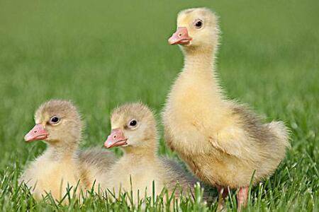 小鹅羽毛炸毛什么原因,怎么办?_养鹅