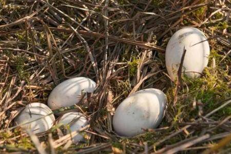 鹅吃什么饲料下蛋多_养鹅