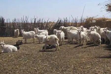 养50只羊能赚多少钱,50只羊成本与利润多少_养羊