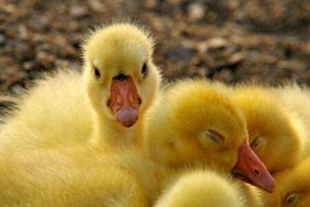 小鹅喂水一次喂多少_养殖问答