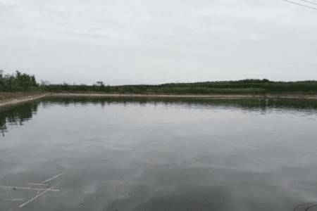 养虾的水塘多深为好_养虾
