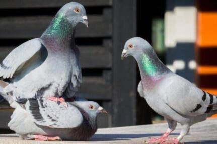 鸽子踩背几次会受精?_养鸽