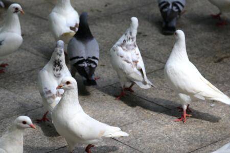 鸽子踩背几次会受精?_养鸽