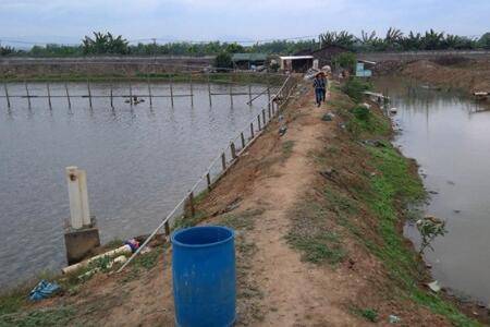 一亩鱼塘每天用多少饲料_养鱼