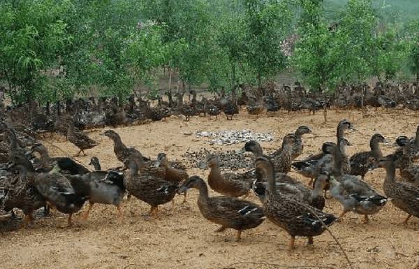 蛋鸭圈养的饲料配制与饲喂要求_养鸭