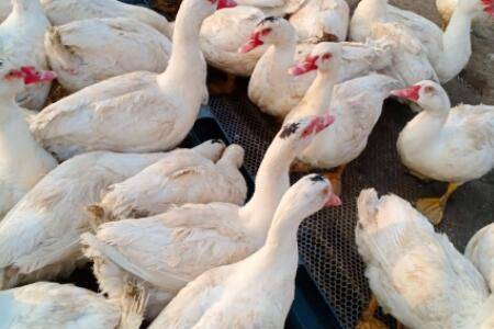 鸭子正常吃料量是多少_养鸭