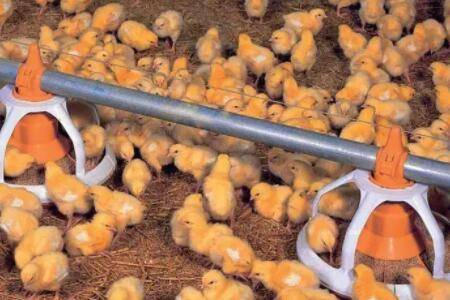 刚买来的小鸡喂什么药_养鸡