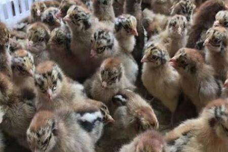 山鸡多少天完成孵化_养鸡