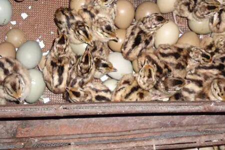 山鸡孵化温度要求,山鸡孵化操作要领及注意事项_山鸡养殖