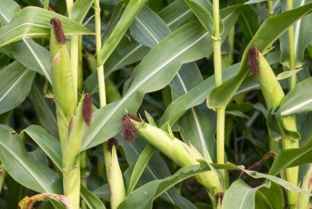 科腾518玉米品种特性_种植问答