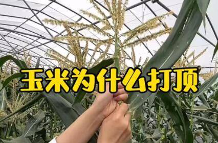 玉米需要打顶吗?_种植问答