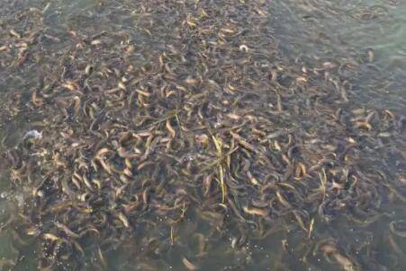 泥鳅三种繁殖方法_养殖问答