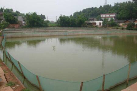 泥鳅人工饲养的三种方式_养殖问答