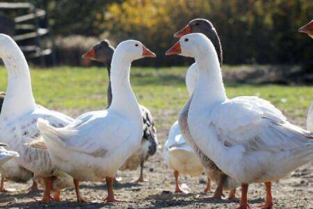 产蛋鹅为什么拔毛_养鹅