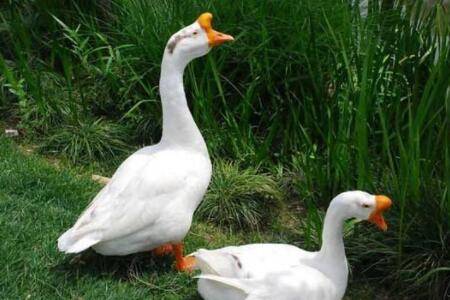 鹅一年产蛋多少次_养鹅