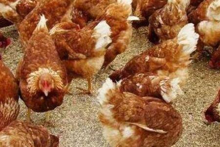 海兰褐壳蛋鸡体重表一览_养鸡