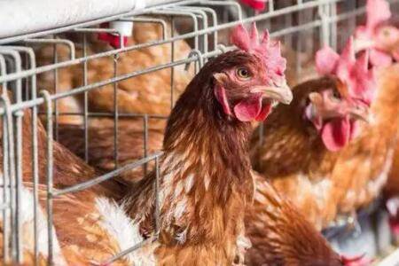 海兰褐蛋鸡吃料标准表_养鸡