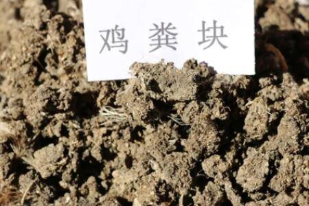 鸡粪怎么快速发酵?_养鸡