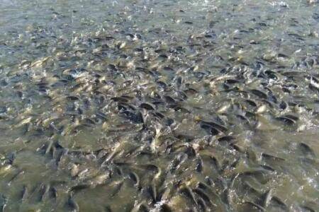 10斤重的青鱼一般养几年_养鱼